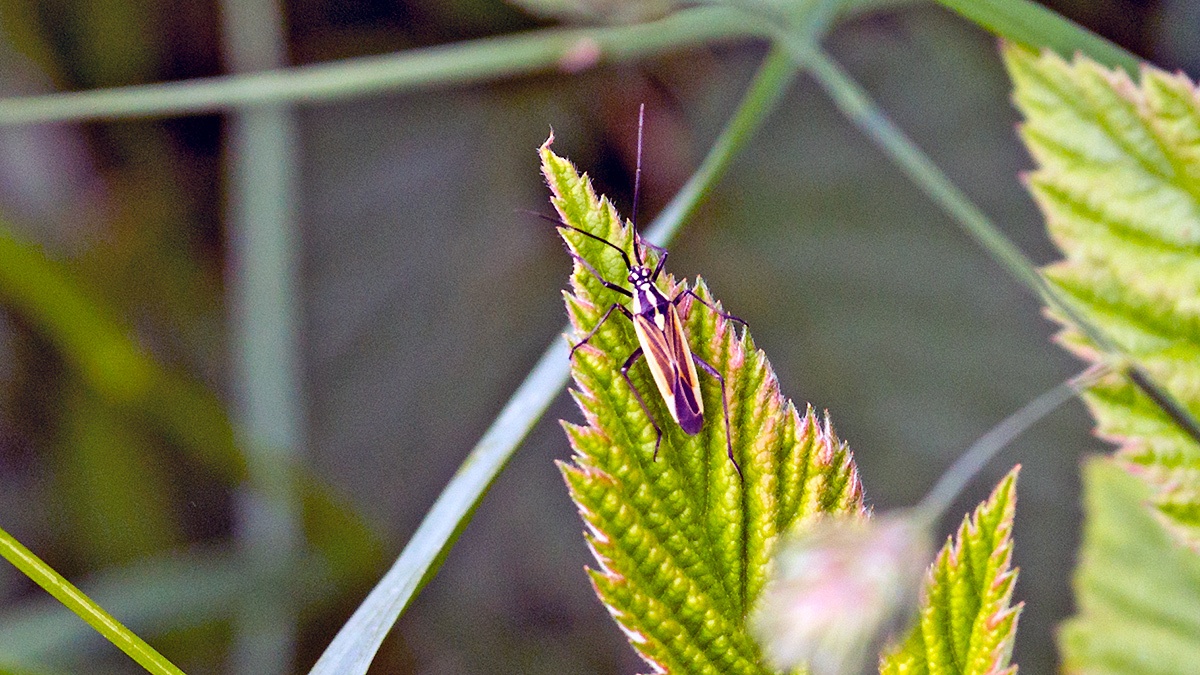 Meadow Plant Bug [Leptopterna dolabrata]