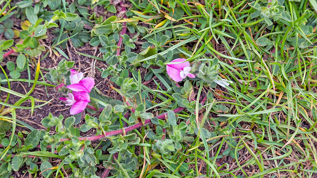 Common Restharrow [Ononis repens]