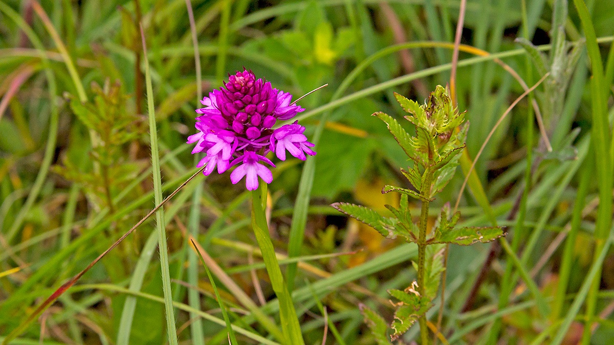Pyramidal Orchid [Anacamptis pyramidalis]
