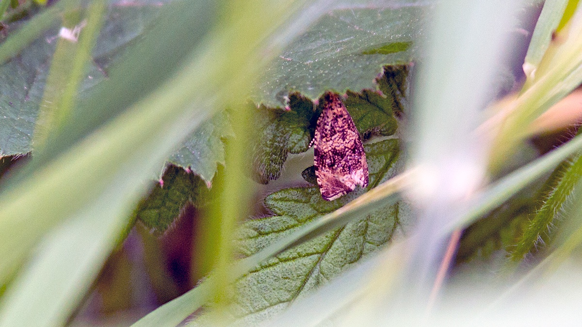 Common Marble [Celypha lacunana]