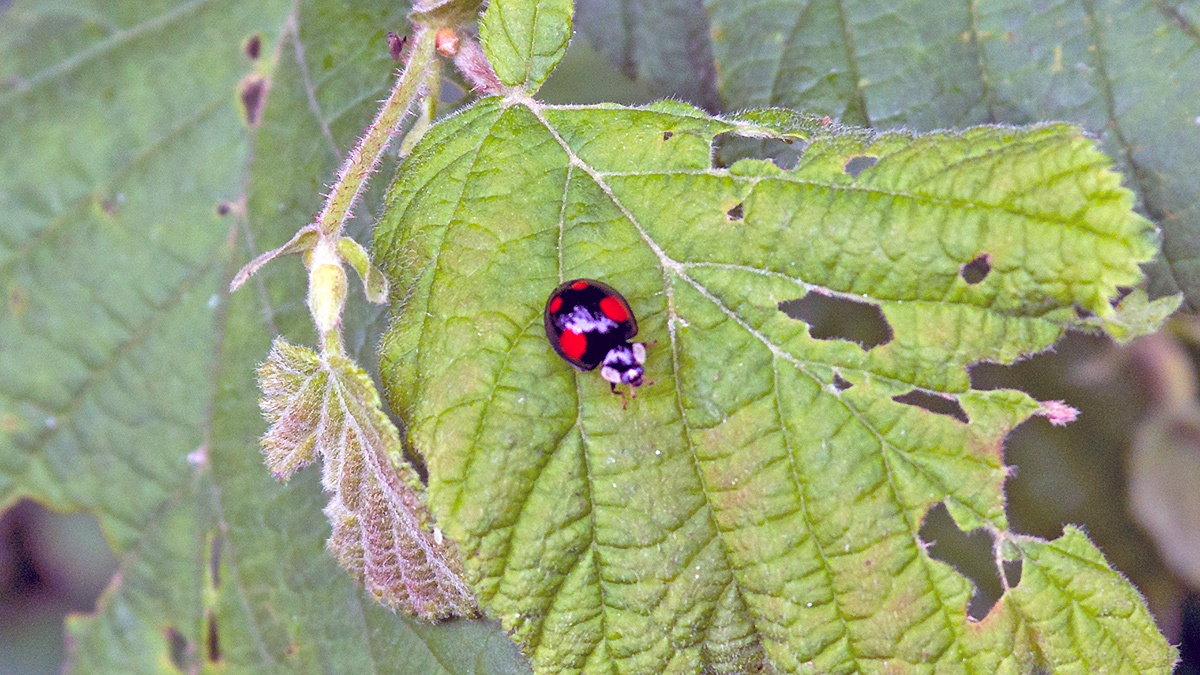 Harlequin Ladybird [Harmonia axyridis]