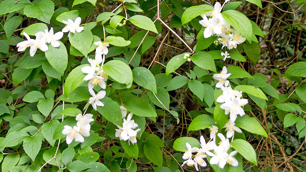 Lewis' Mock Orange [Philadelphus lewisii]