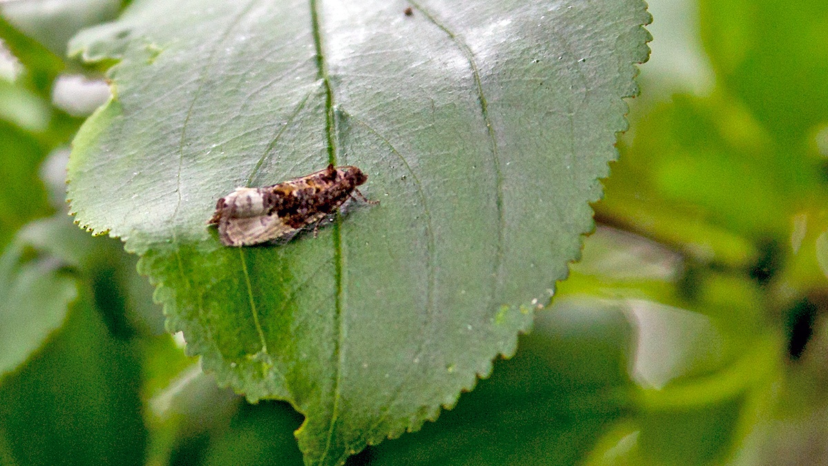 Marbled Orchard Tortrix [Hedya nubiferana?]