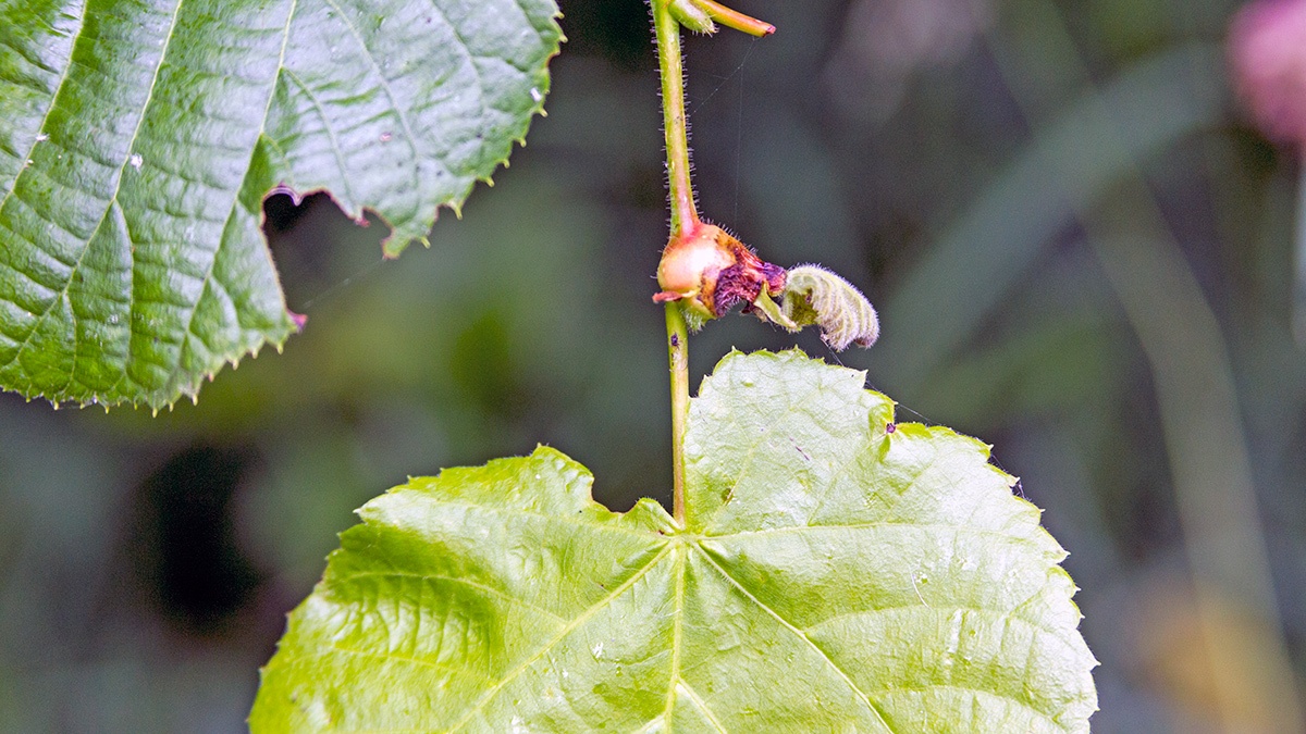 Lime Leaf-stalk Gall Midge [Contarinia tiliarum]
