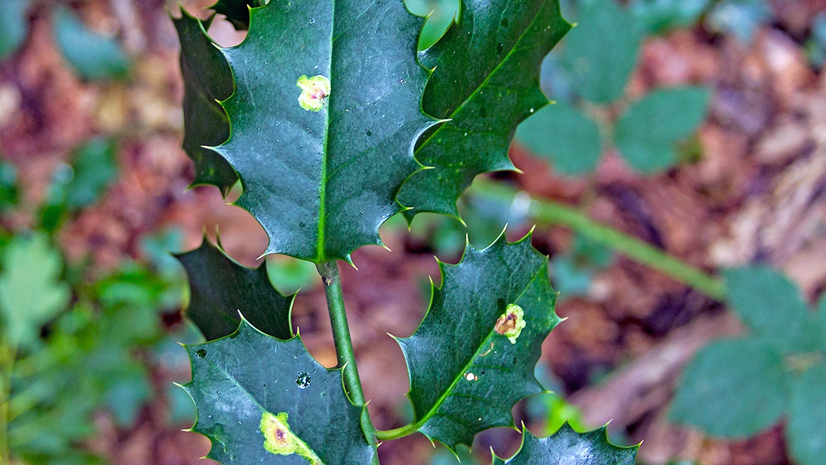 Holly Leaf Miner [Phytomyza ilicis]