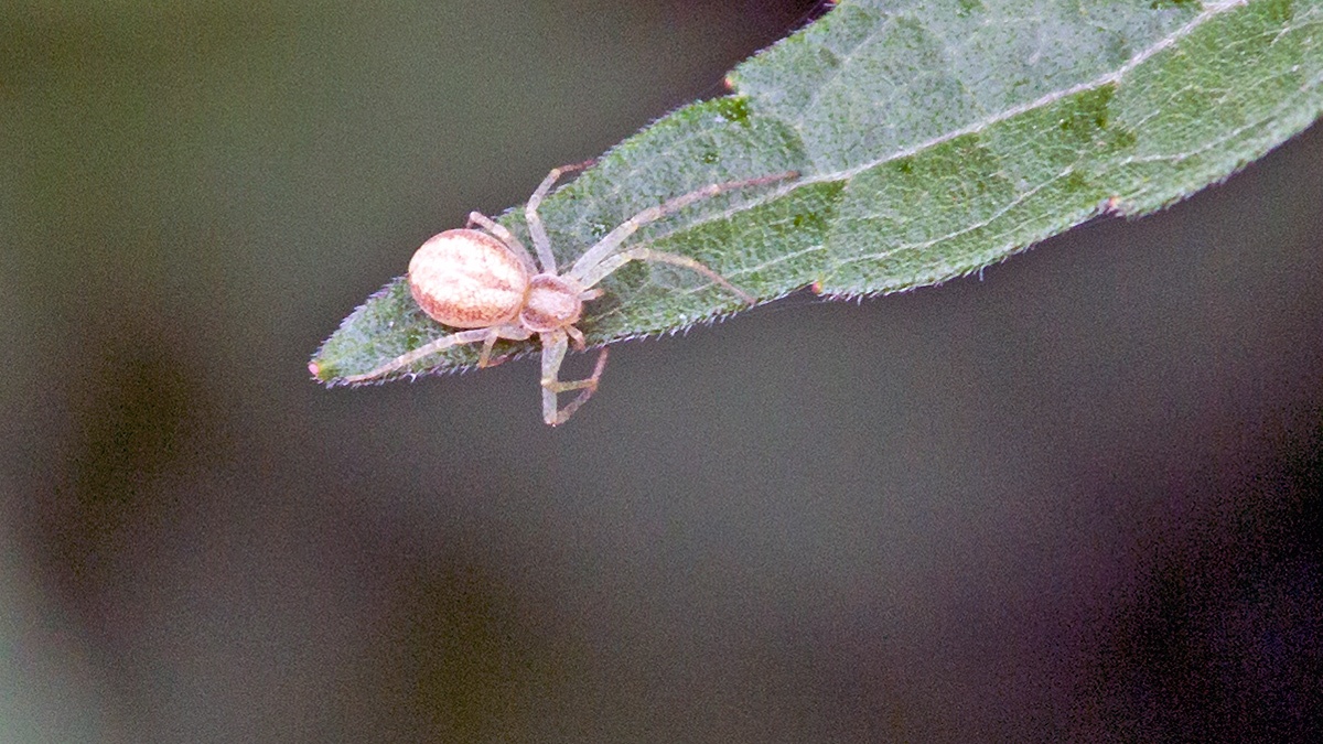 Running Crab Spider [Philodromus albidus]