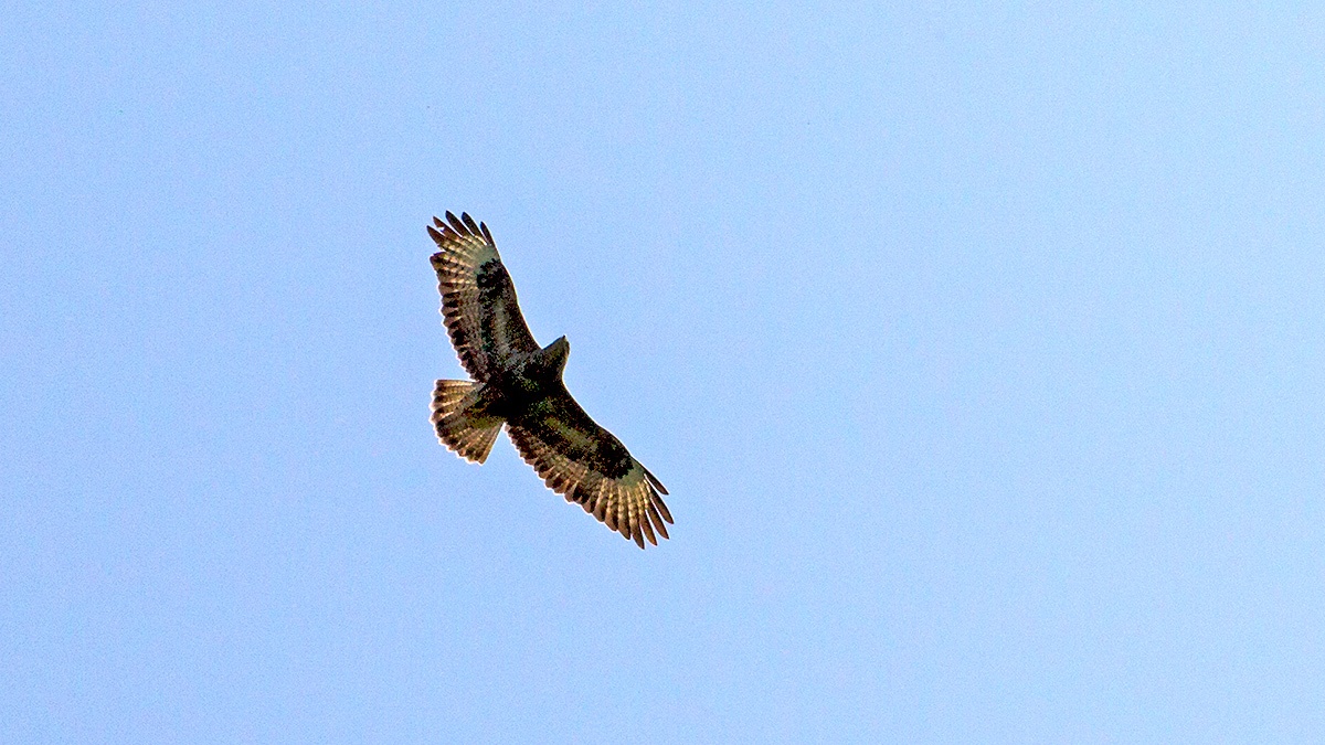 Common Buzzard [Buteo buteo buteo]