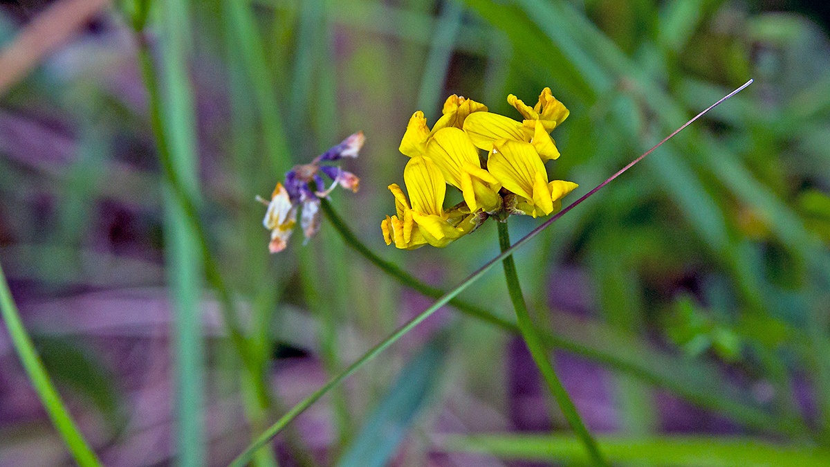 Horseshoe Vetch [Hippocrepis comosa]