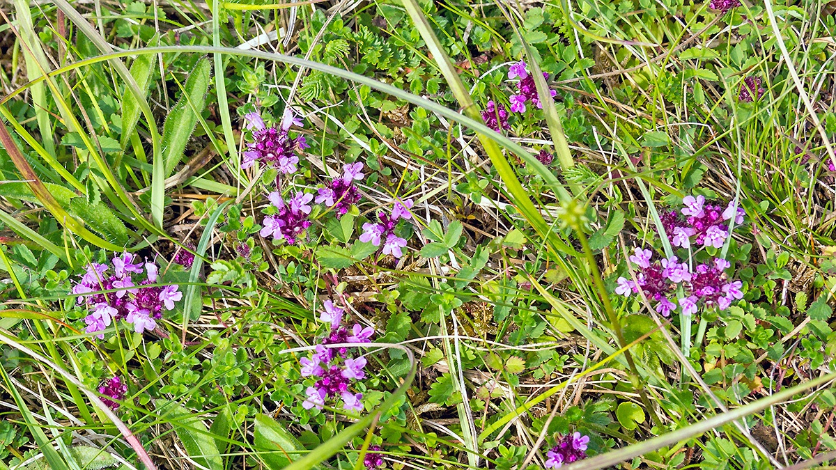 Wild Thyme [Thymus serpyllum]
