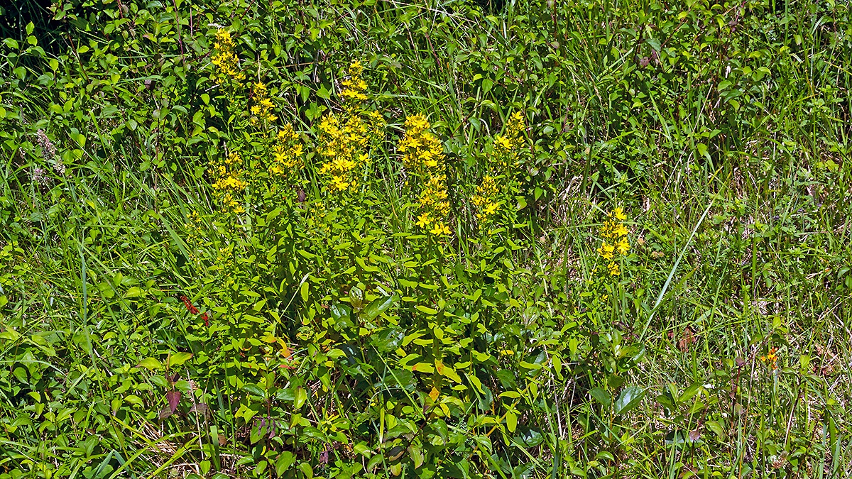 Hairy St John's-wort [Hypericum hirsutum]
