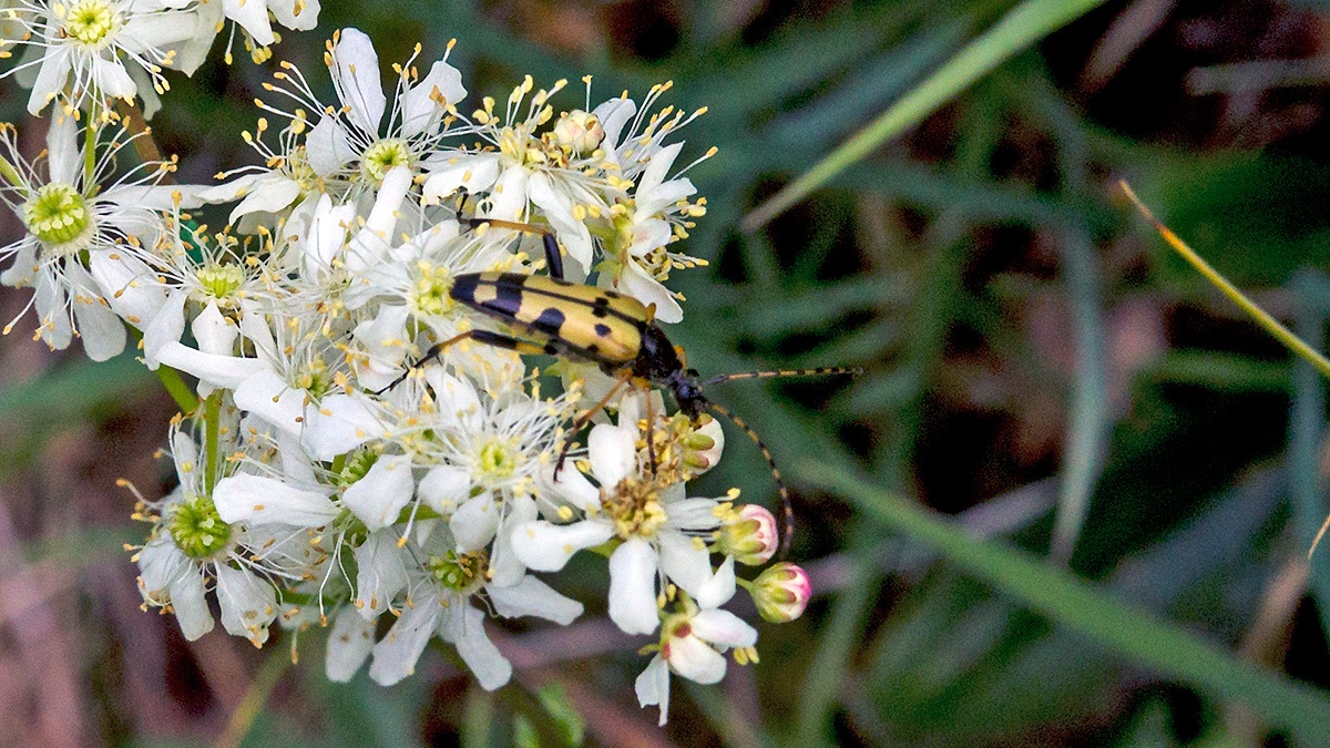 Black-and-yellow Longhorn Beetle [Rutpela maculata]