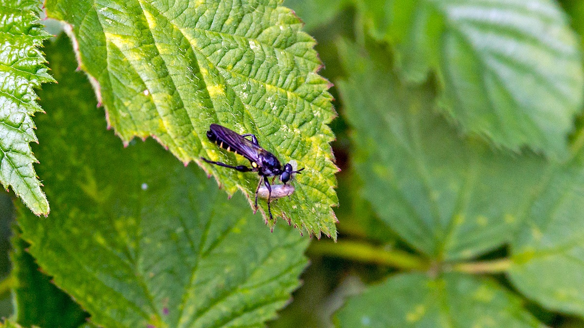 Golden-haired Robberfly [Choerades marginatus]