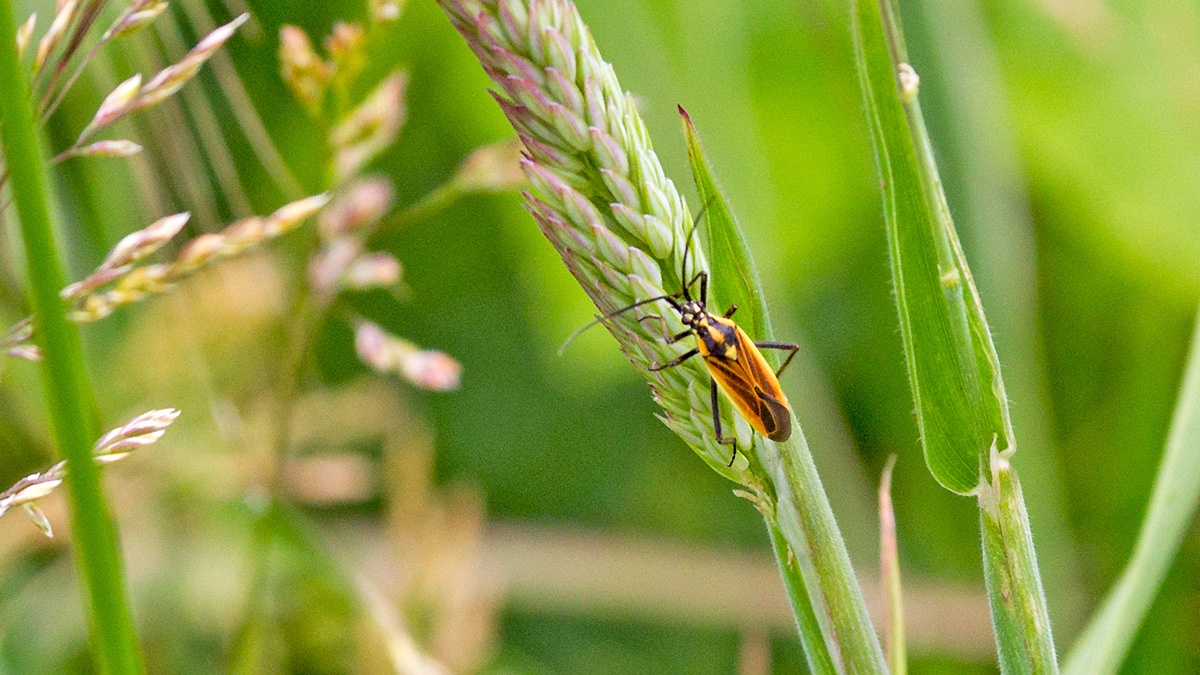 Meadow Plant Bug [Leptopterna dolabrata]