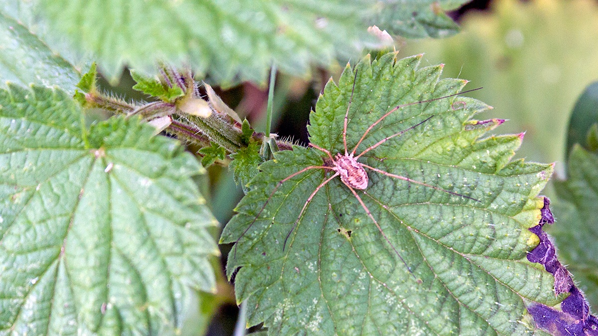 Common Harvestman [Phalangium opilio]
