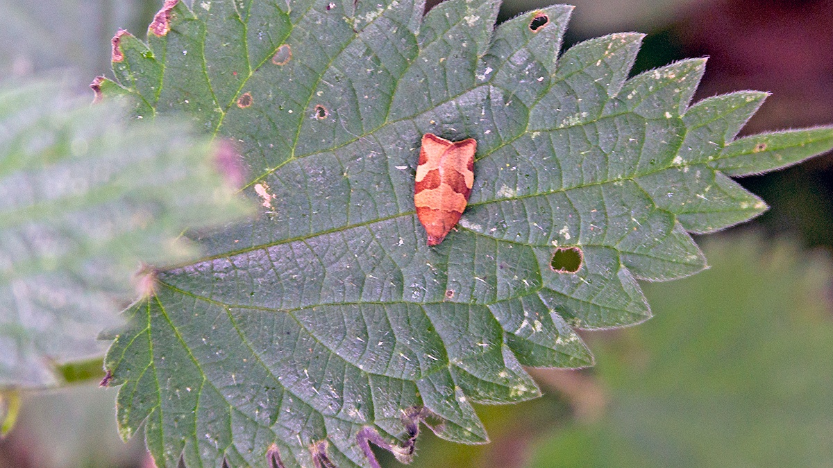 Barred Fruit-tree Tortrix [Pandemis cerasana]