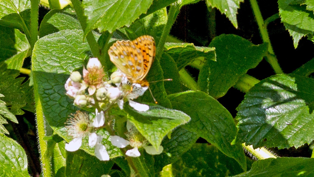 Dark Green Fritillary [Speyeria aglaja borealis]