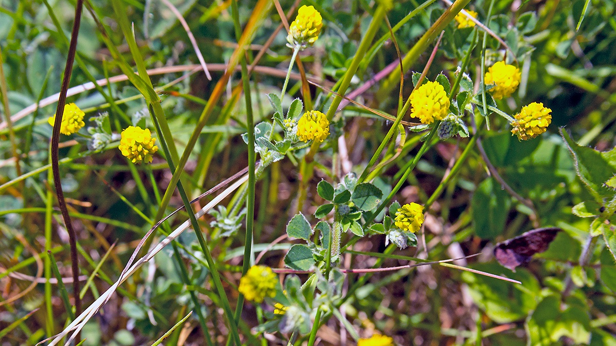 Black Medick [Medicago lupulinum]