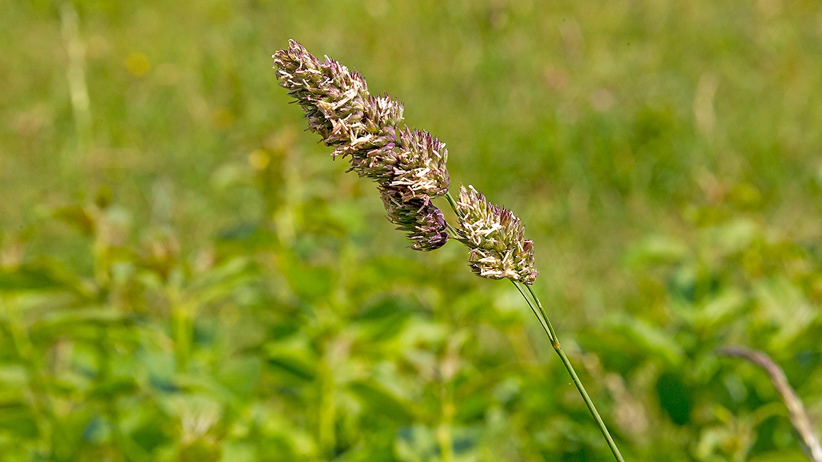 Cock's-foot [Dactylis glomerata]