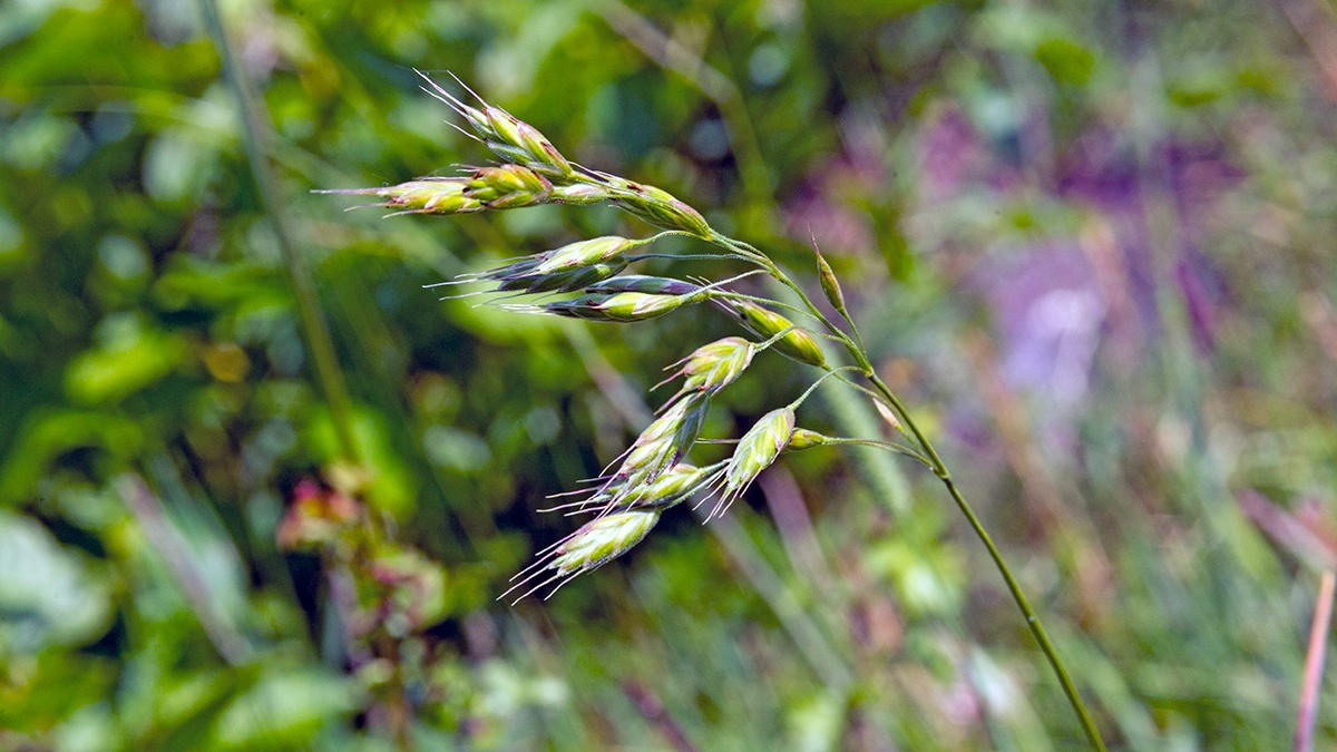 Soft Brome [Bromus hordeaceus]