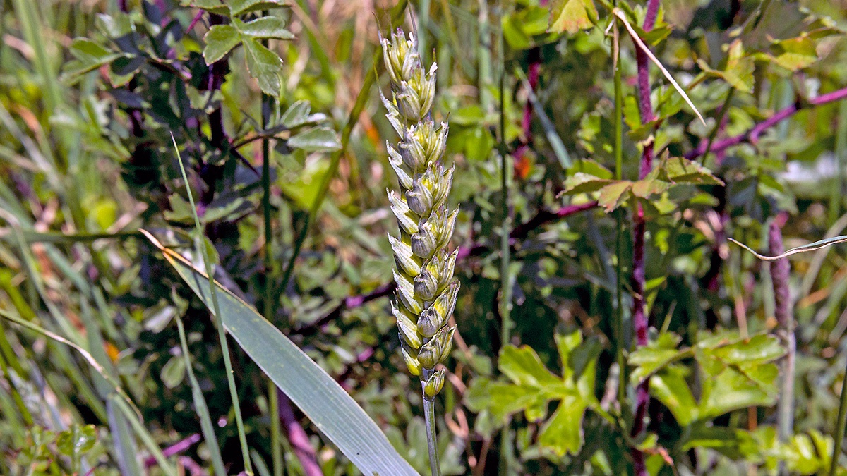 Common Wheat [Triticum aestivum]