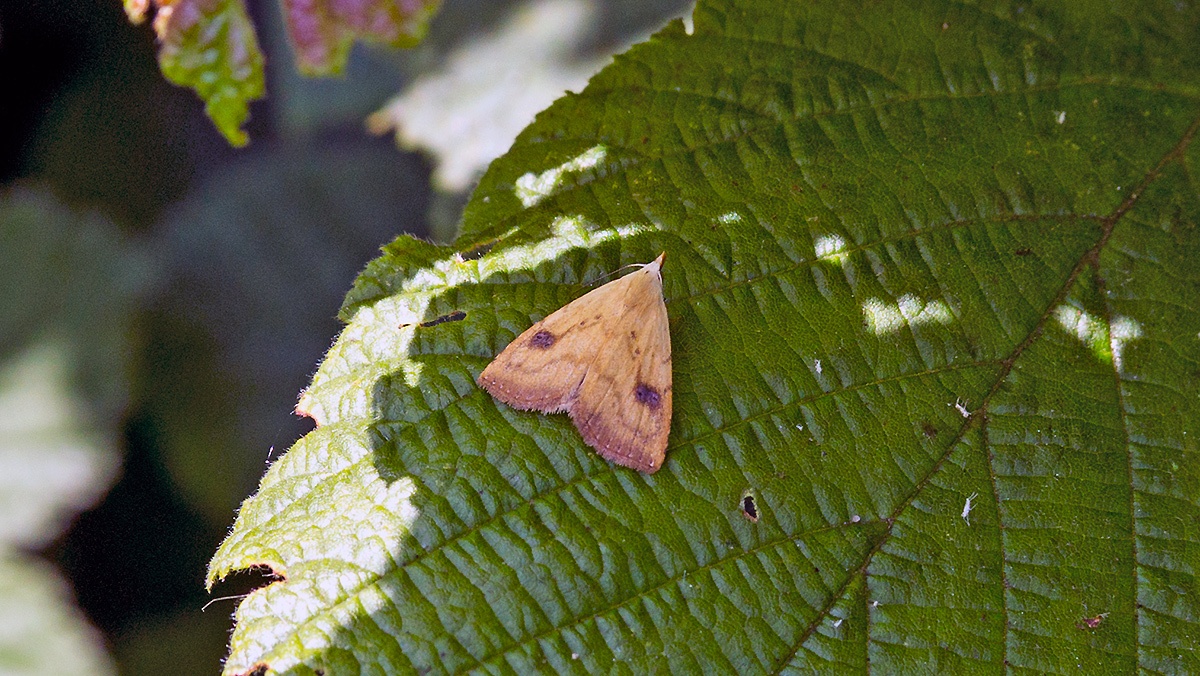 Straw Dot [Rivula sericealis]