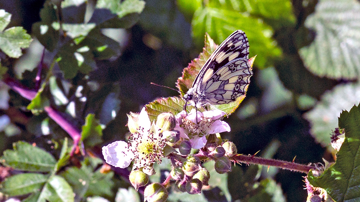 Marbled White [Melanargia galathea serena]