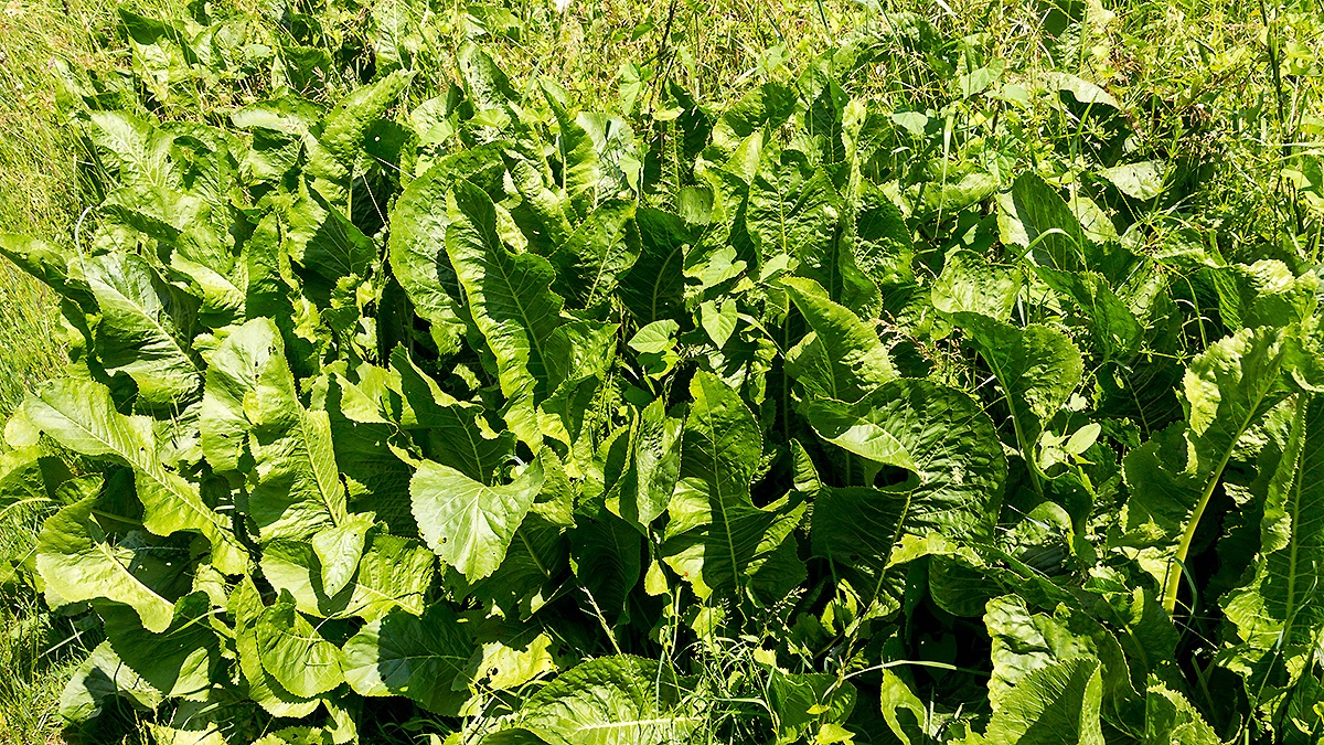 Horseradish [Armoracia rusticana]