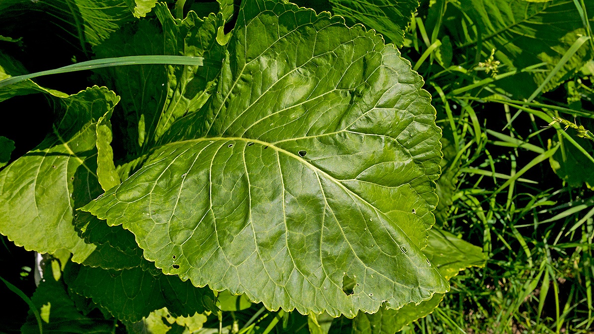 Horseradish [Armoracia rusticana]