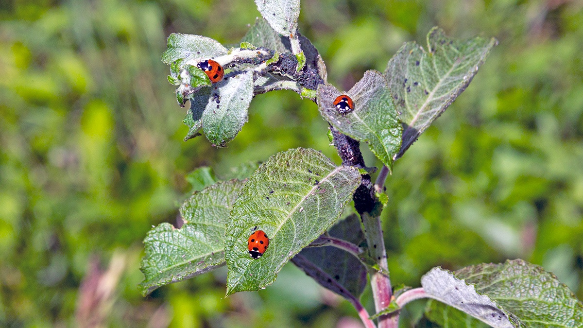 Seven-spot Ladybird [Coccinella septempunctata]