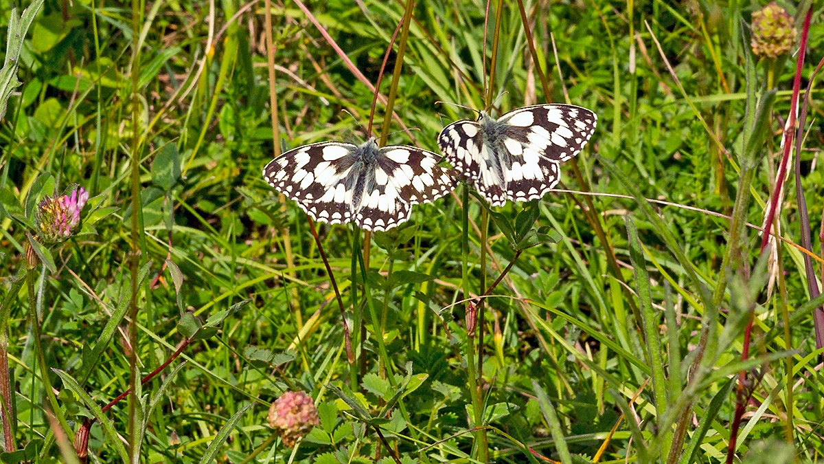 Marbled White [Melanargia galathea serena]