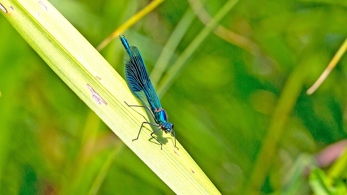 Banded Demoiselle [Calopteryx splendens]