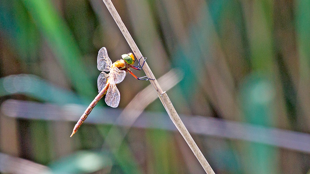 Norfolk Hawker [Aeshna isoceles]