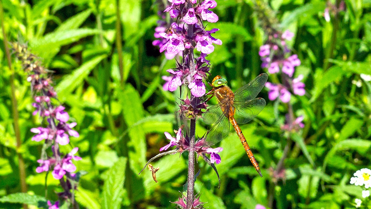 Norfolk Hawker [Aeshna isoceles]