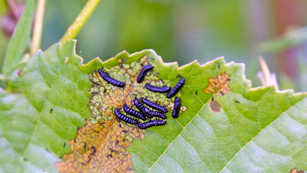 Alder Leaf Beetle [Agelastica alni]