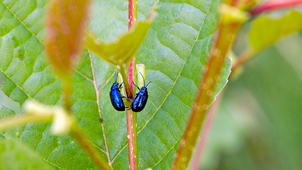 Alder Leaf Beetle [Agelastica alni]