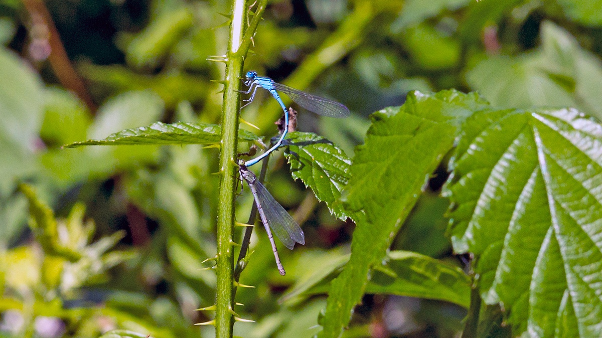 Common Blue Damselfly [Enallagma cyathigerum]