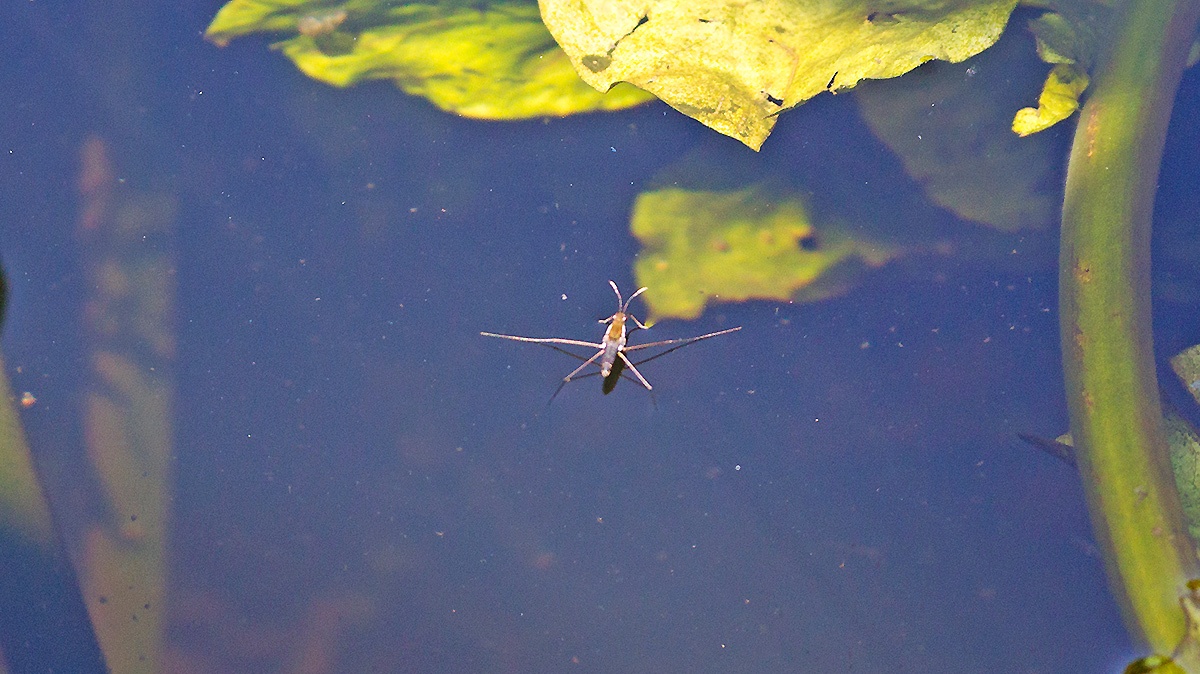 Common Pond Skater [Gerris lacustris]