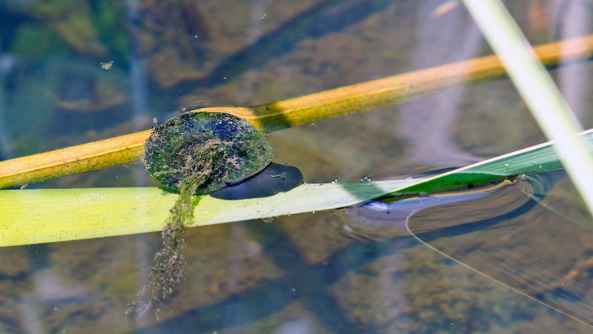 Great Ramshorn [Planorbis corneus]