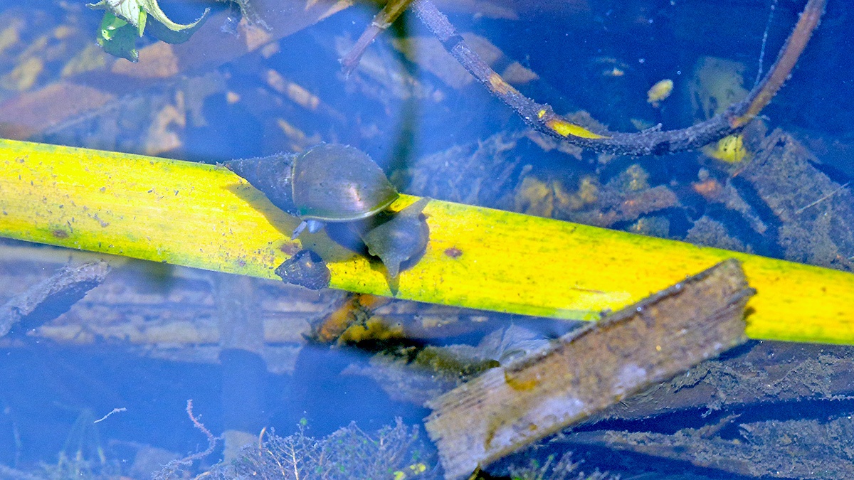 Great Pond Snail [Lymnaea stagnalis]