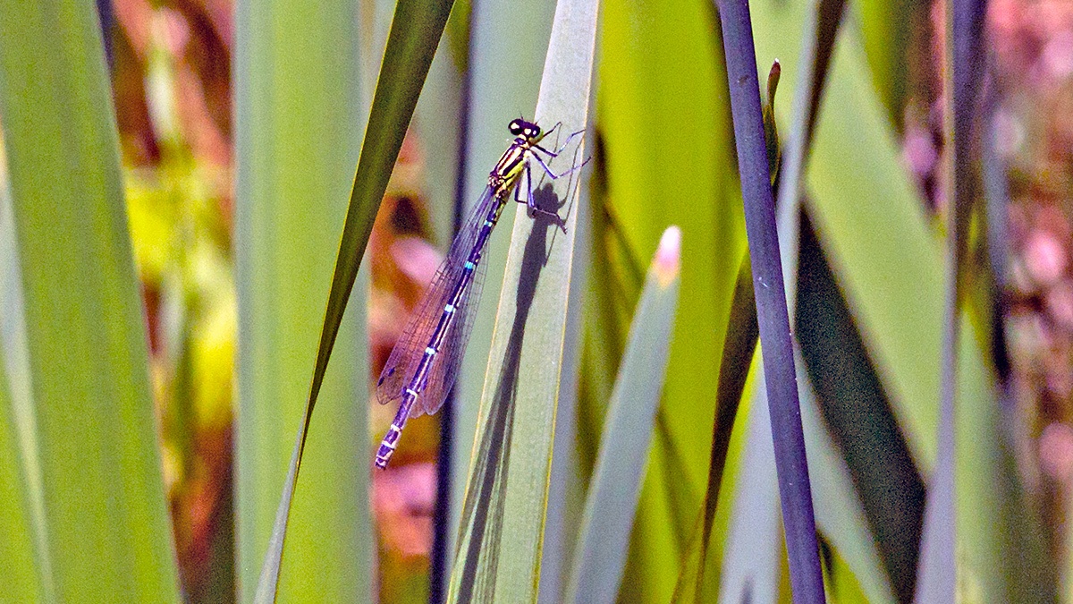 Azure Damselfly [Coenagrion puella]