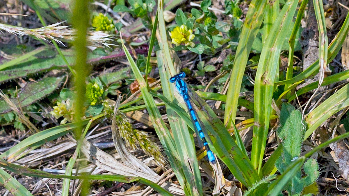 Common Blue Damselfly [Enallagma cyathigerum]
