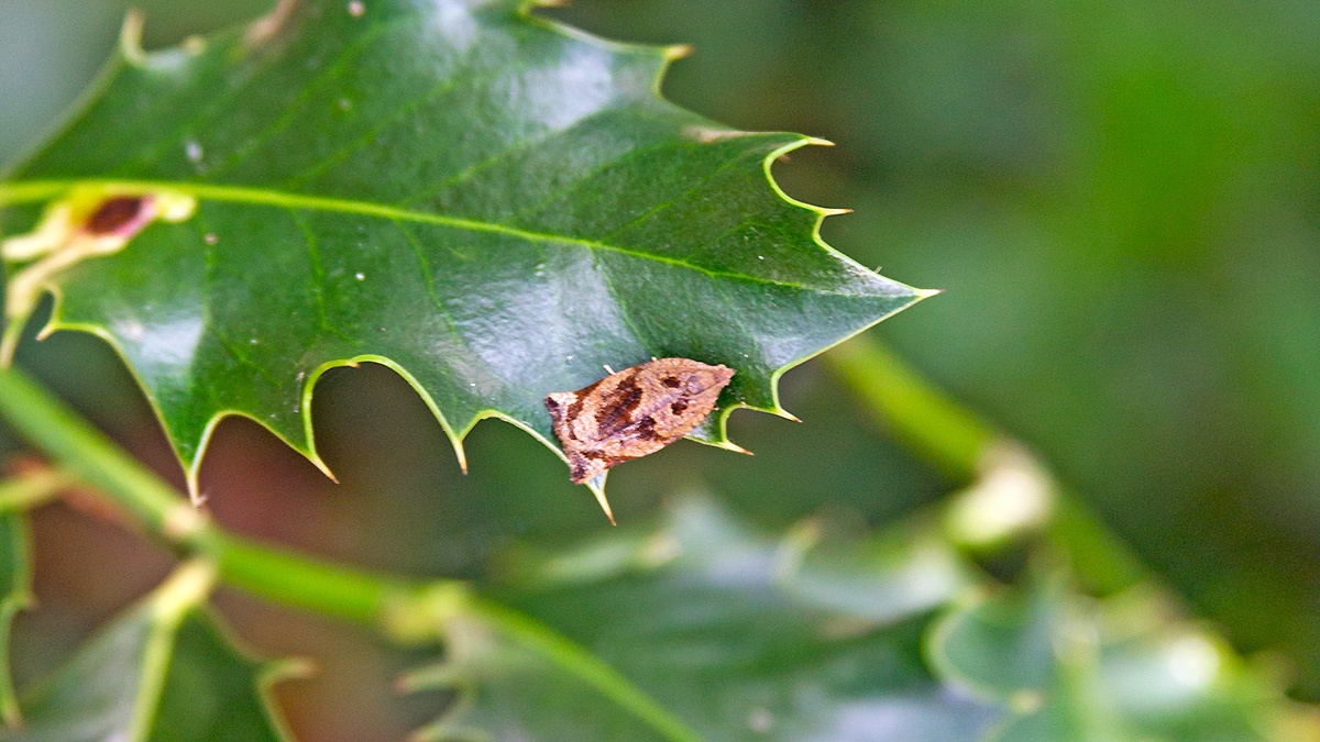 Brown Oak Tortrix [Archips crataegana]