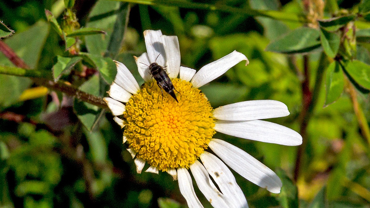 tumbling flower beetle [Variimorda villosa]