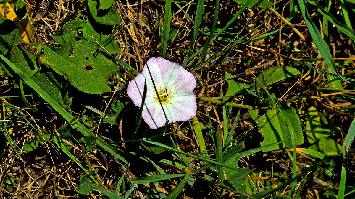 Field Bindweed [Convolvulus arvensis]
