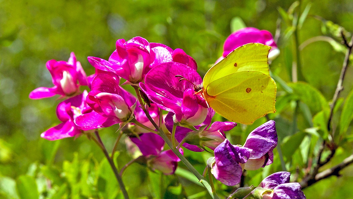 Brimstone [Gonepteryx rhamni]