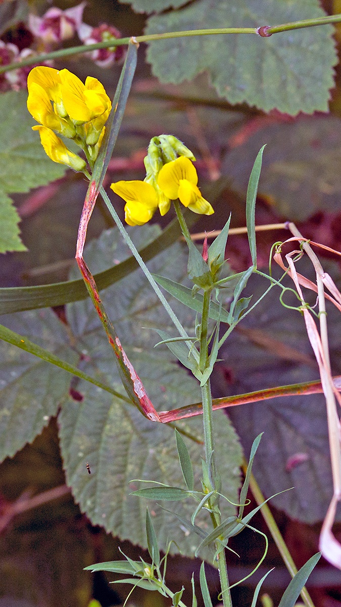 Meadow Vetchling [Lathyrus pratensis]