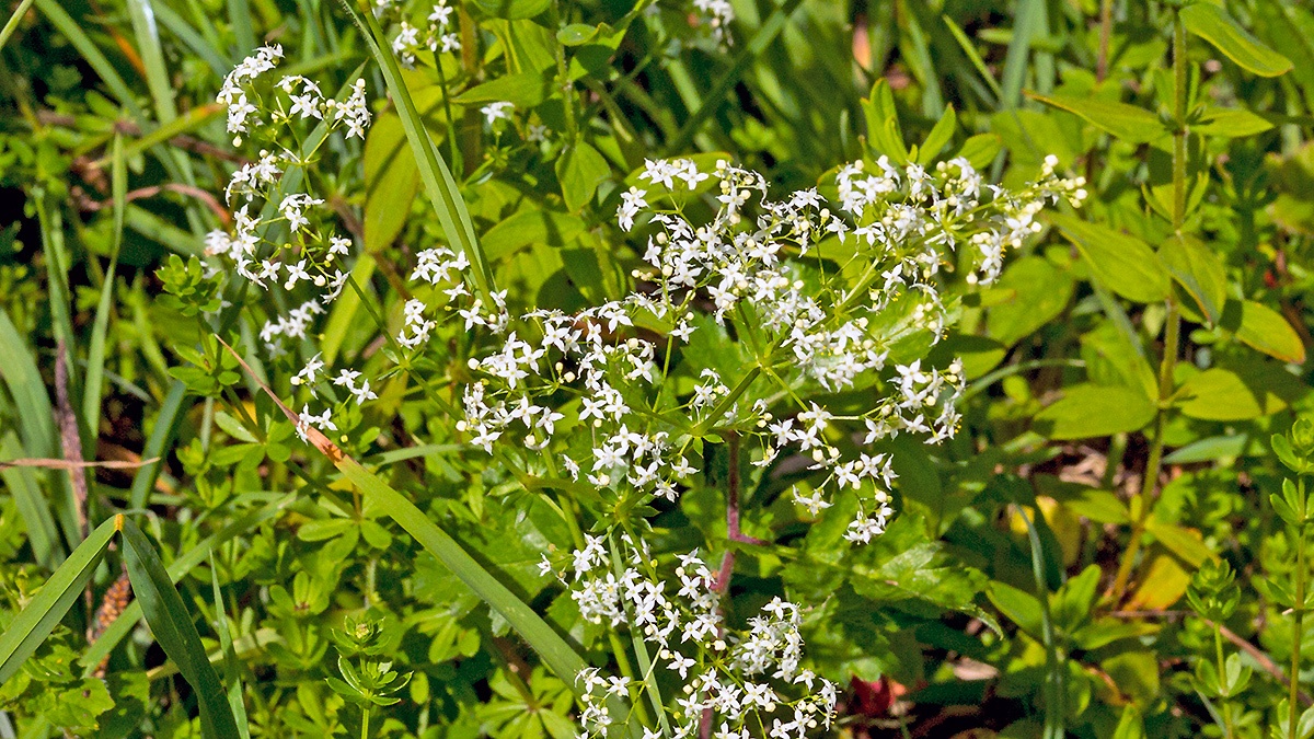 Hedge Bedstraw [Galium mollugo]