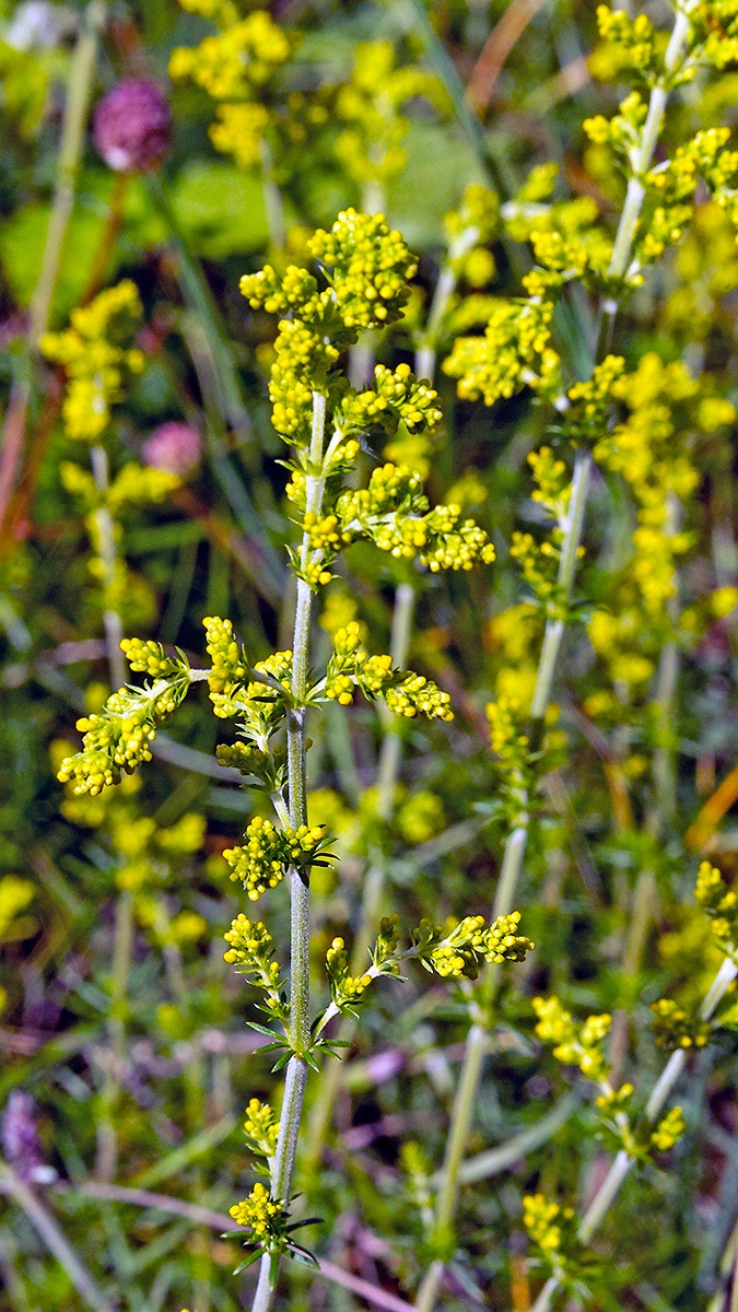 Lady’s Bedstraw [Galium verum]