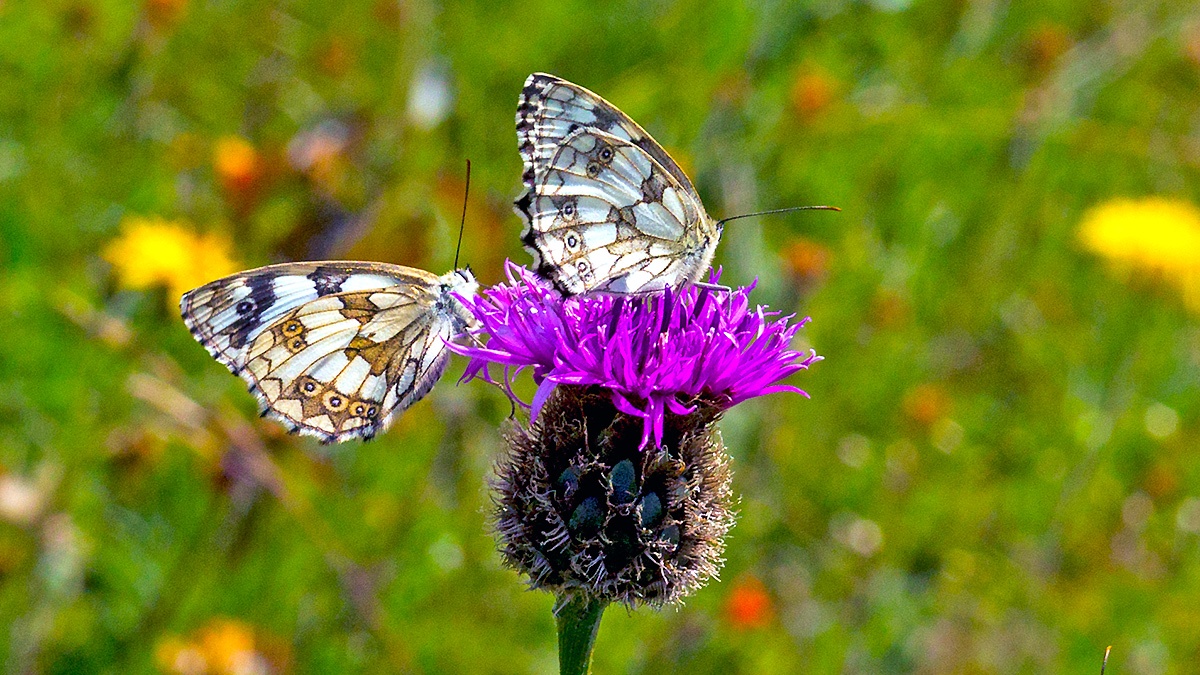 Marbled White [Melanargia galathea serena]
