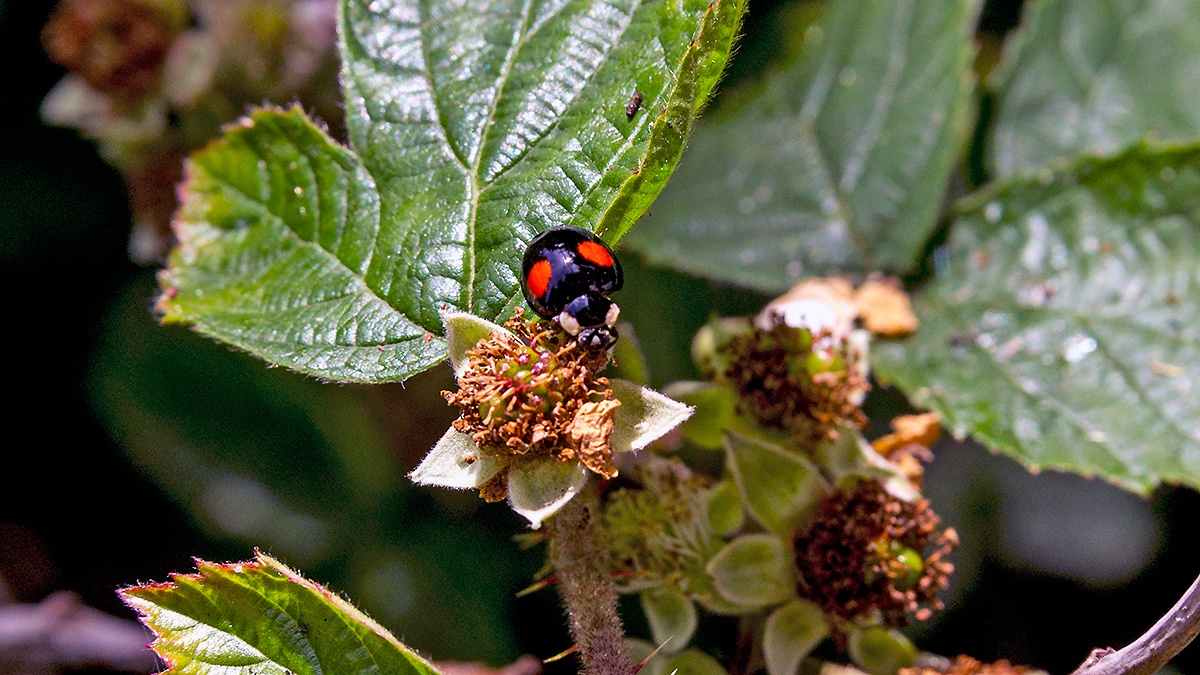 Harlequin Ladybird [Harmonia axyridis]